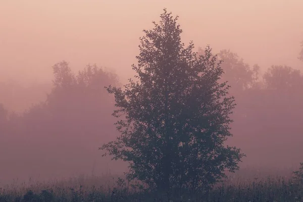 Uma Silhueta Uma Árvore Névoa Manhã Clara Uma Cor Creme — Fotografia de Stock