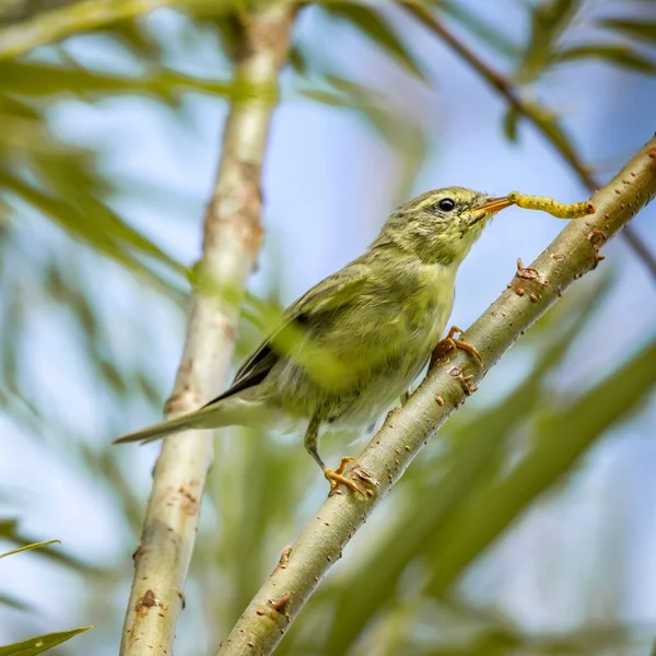 Gelber Vogel Weidenrohrsänger Mit Einem Insekt Schnabel Sitzt Großaufnahme Auf — Stockfoto