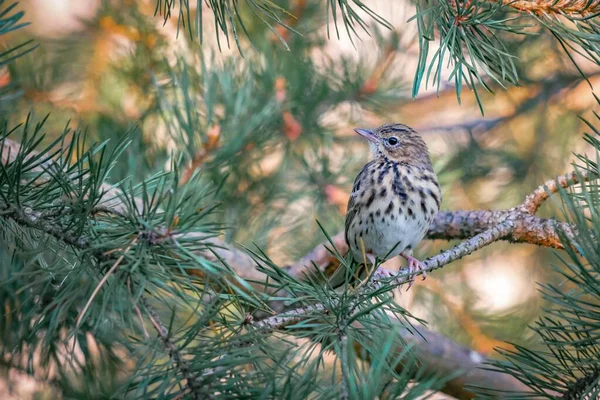 Vackert Porträtt Skog Brokig Fågel Bland Tallgrenar Närbild Anthus Trivialis — Stockfoto