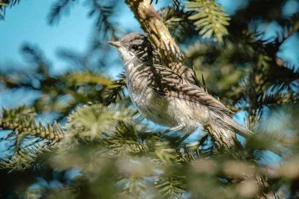 Beau Portrait Oiseau Gris Parmi Les Branches Épinette Gros Plan — Photo