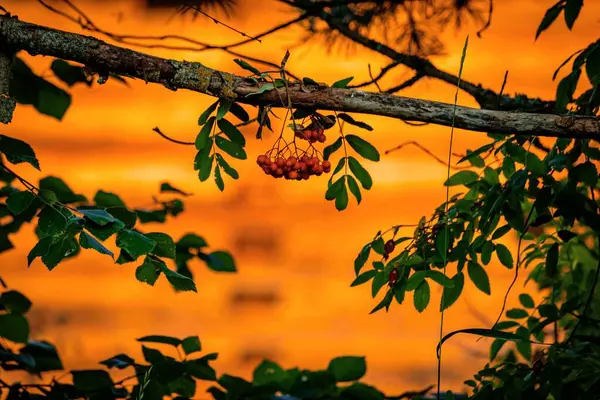 Осенний Фон Букетом Красных Рованских Ягод Ветке Старого Дерева Оранжевый — стоковое фото
