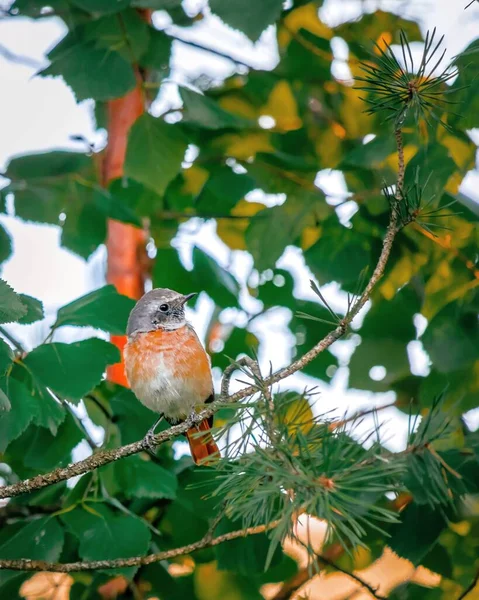 Красивый Портрет Птицы Красной Грудью Серой Головой Фоне Зеленых Листьев — стоковое фото