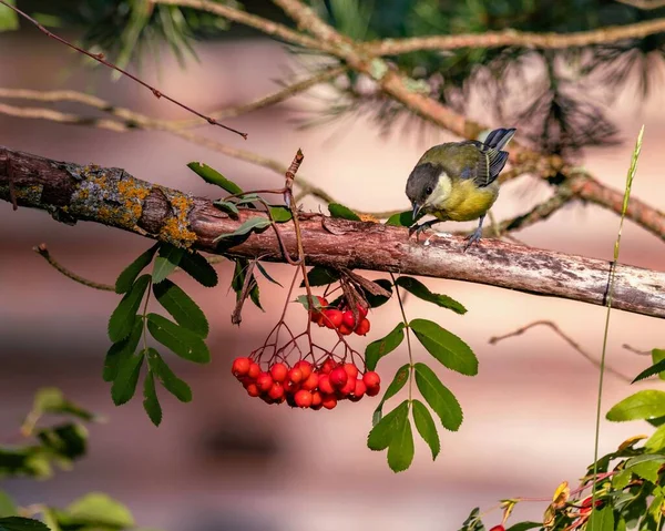 Oiseau Mésange Sur Une Branche Arbre Avec Tas Baies Rowan — Photo