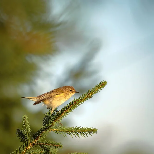 En liten vacker fågel sitter på en gran gren i ljuset av morgonsolen. Phylloscopus collybita. — Stockfoto