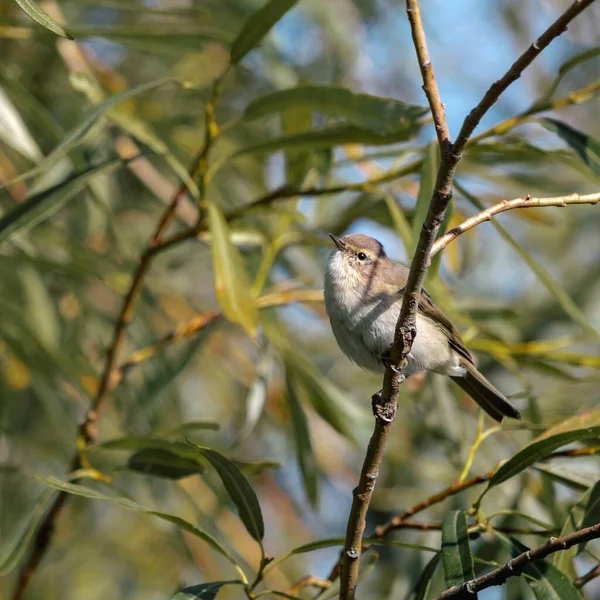 En liten vacker fågel sitter i pilbuskarna. Phylloscopus collybita. — Stockfoto