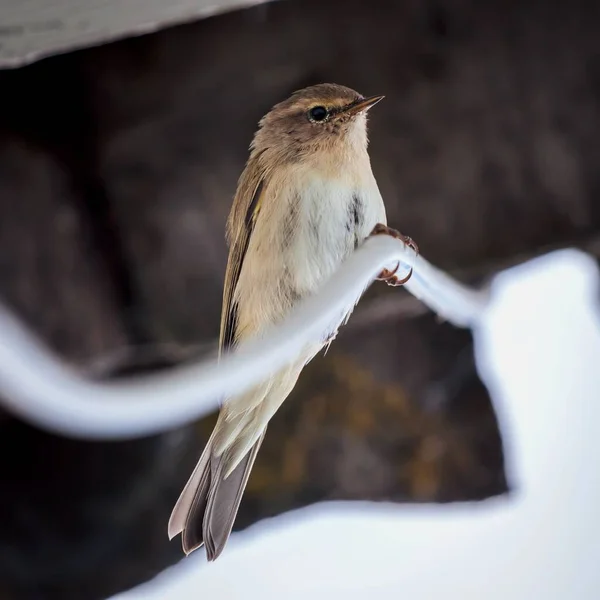 Um pequeno pássaro close-up senta-se em um cabo sob o telhado da casa. Phylloscopus collybita. — Fotografia de Stock