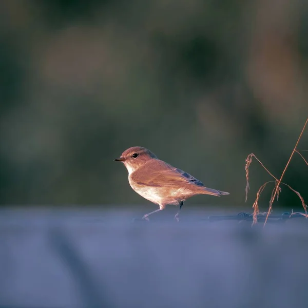 Retrato de close-up de um pequeno pássaro com um talo de grama seca em um fundo natural escuro desfocado. Phylloscopus collybita. — Fotografia de Stock