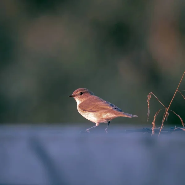 Närbild porträtt av en liten fågel med en stjälk torrt gräs på en defocused mörk naturlig bakgrund. Phylloscopus collybita. — Stockfoto