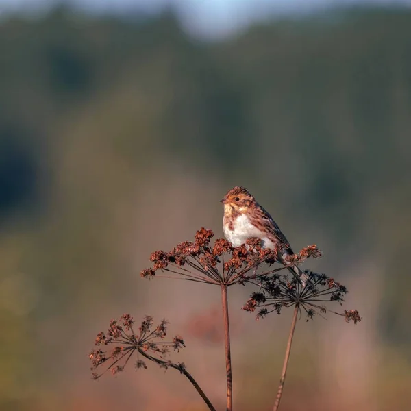 Um pequeno pássaro bonito senta-se em cima de uma planta guarda-chuva ao sol da manhã. Emberiza citrinella. — Fotografia de Stock