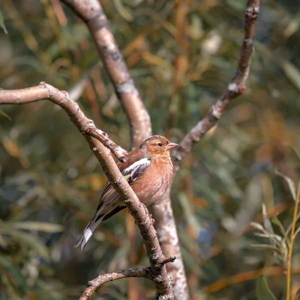 Porträtt Skogsfågel Finch Trädgren Djurliv Fågelskådning — Stockfoto