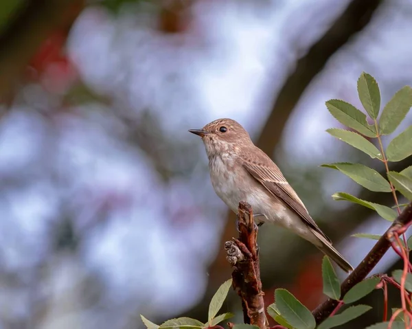 Retrato Pássaro Flycatcher Manchado Ramos Rowan Vida Selvagem Observação Pássaros — Fotografia de Stock