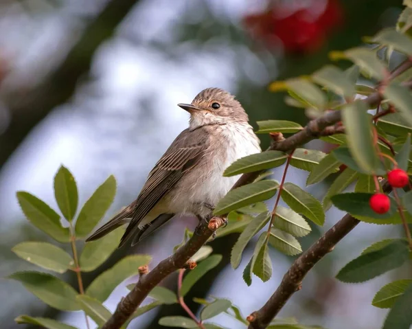 Portrait Oiseau Moucherolle Tacheté Sur Les Branches Rowan Faune Observation — Photo