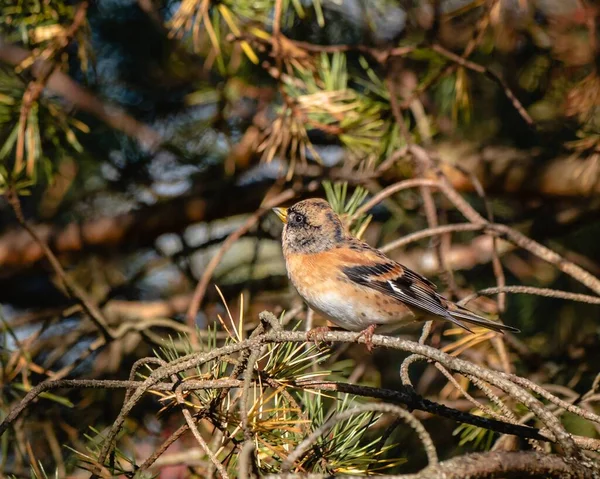 Portrait Oiseaux Forestiers Ronds Sur Des Branches Pin Observation Faune — Photo