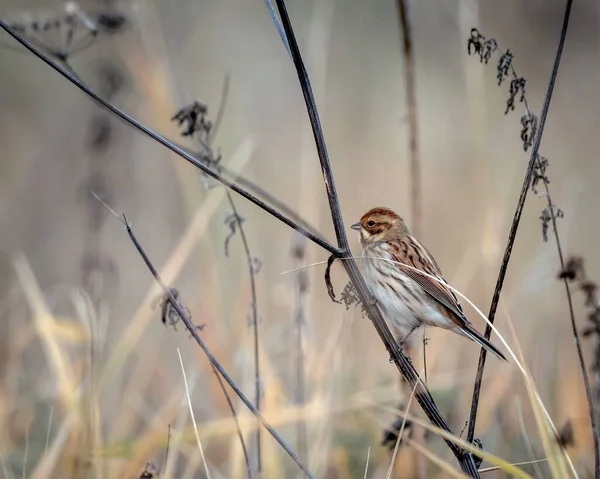 Porträtt Reed Bunting Fågel Bakgrund Torra Höstgräs Stjälkar Fågelskådning Vilda — Stockfoto