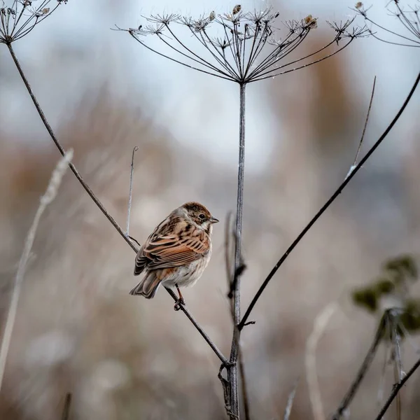 Porträtt Reed Bunting Fågel Bakgrund Torra Höstgräs Stjälkar Fågelskådning Vilda — Stockfoto