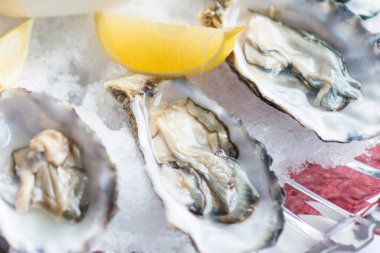 Tahta bir masada buzlu ve limonlu beyaz tabakta taze istiridye.