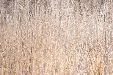 arka plan sarı kuru çimenler. kuru ot