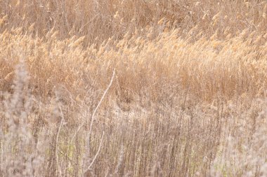 arka plan sarı kuru çimenler. kuru ot