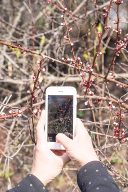 Bahar - çiçek açan elma ağacı güzel yeşil arka planda. Ağaçlarda bahar tomurcukları. Kayısı tomurcukları