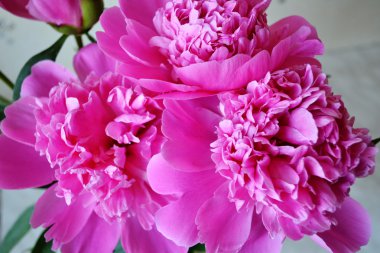 Цветущие пионы