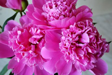 Цветущие пионы