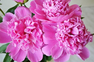 Цветущие пионы