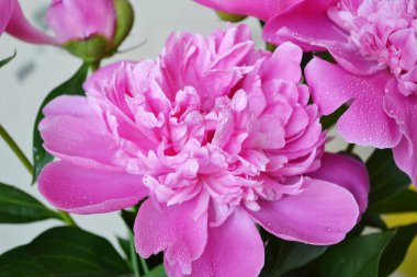 Цветущие пионы