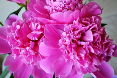 Цветущие пионы