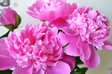 Цветущие пионы