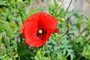 Красный мак -