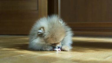 Küçük şirin köpek.