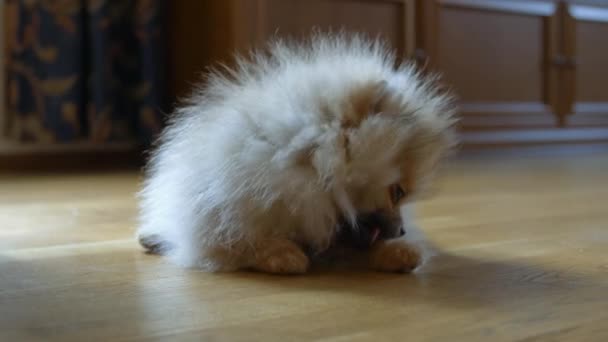 Pequeno cão bonito — Vídeo de Stock