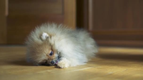 Pequeno cão bonito — Vídeo de Stock