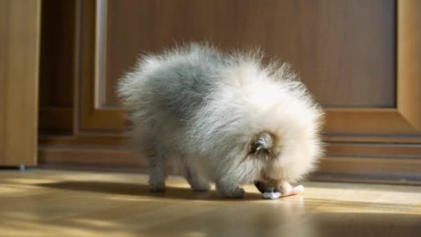 Pequeno cão bonito — Vídeo de Stock