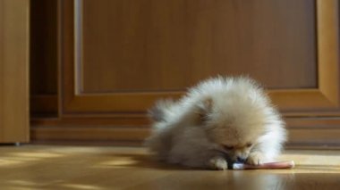 Küçük şirin köpek.