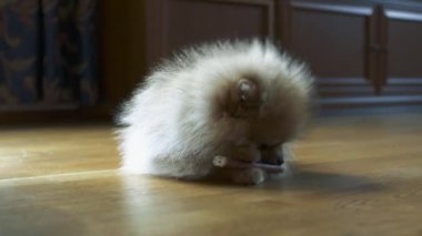 Küçük şirin köpek.