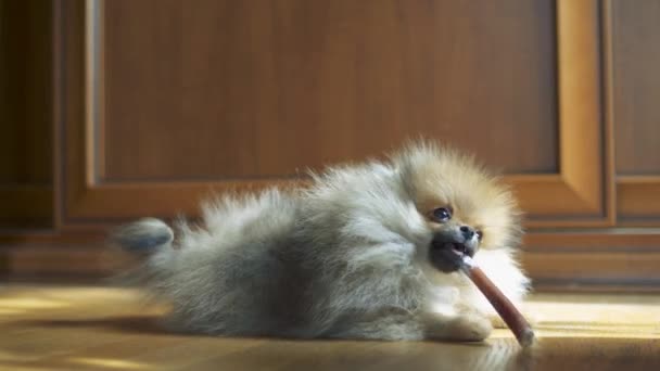 Malý roztomilý pes — Stock video