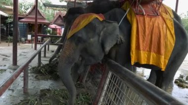 yaprakları yeme filler