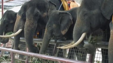 yaprakları yeme filler