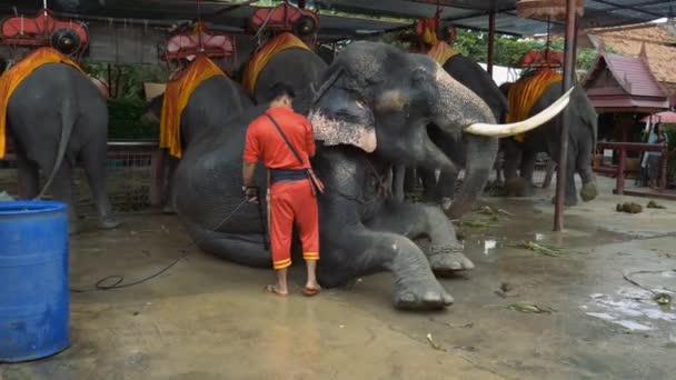 Man Tvätt elefant — Stockvideo