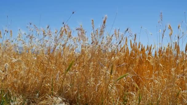 Campo de avena en un campo tranquilo — Vídeo de stock