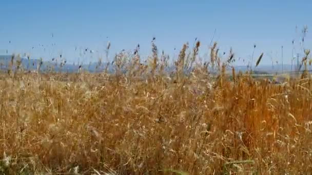 OAT fältet på fridfulla landsbygden — Stockvideo