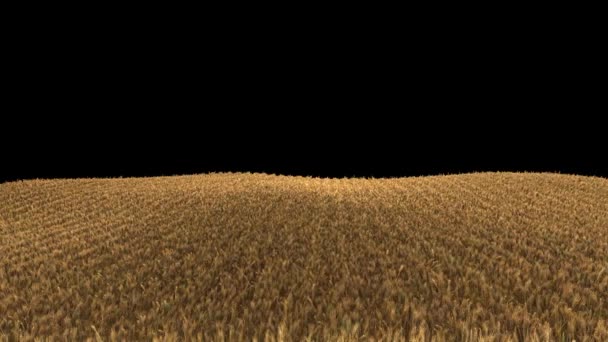 Campo de trigo 4k pronto para ser colhido — Vídeo de Stock
