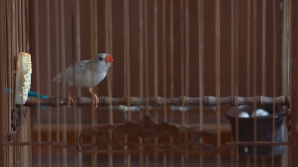 Finch vogels in een kooi — Stockvideo