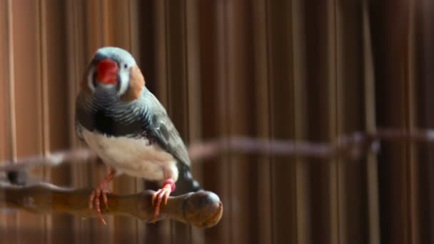 Pájaro en una jaula está saltando de la percha — Vídeos de Stock