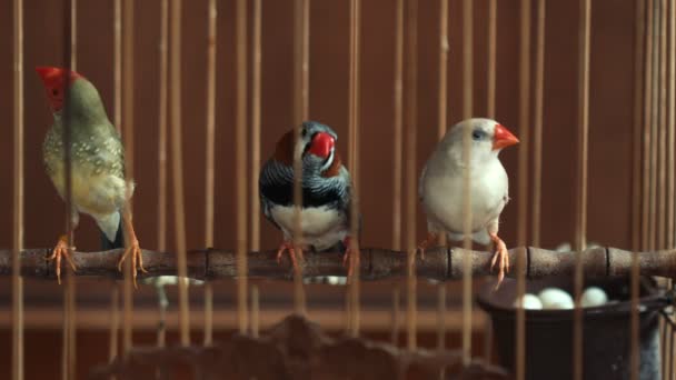 Oiseaux de roselin dans une cage — Video