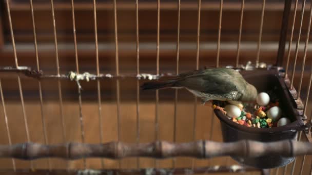 Finch fåglar i en bur med ett bo — Stockvideo