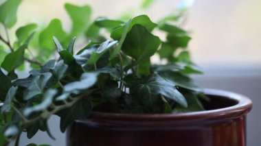 yumuşak odak ile makro çekim