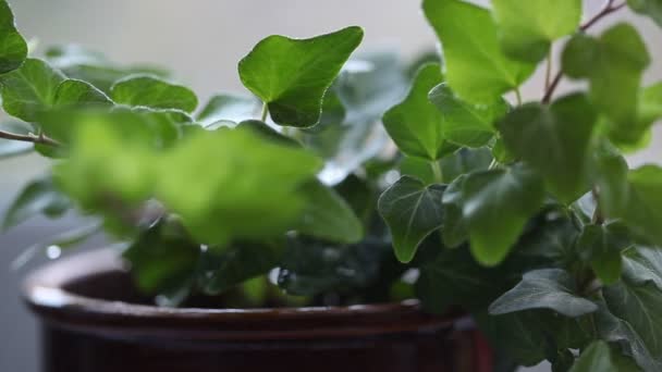 Ducha flor con enfoque suave — Vídeos de Stock