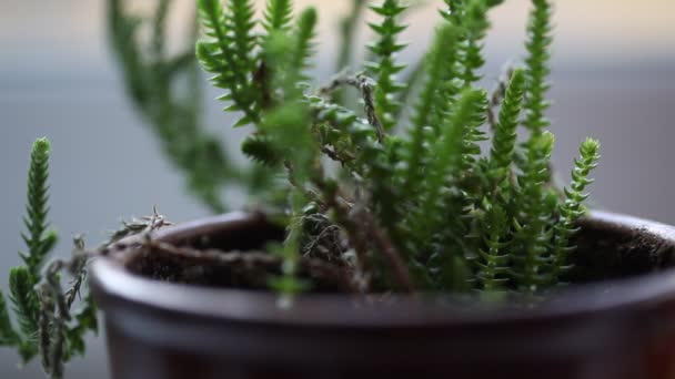 Macro shot with soft focus — Stock Video